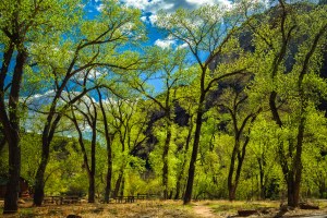 Grotto - Zion National Park